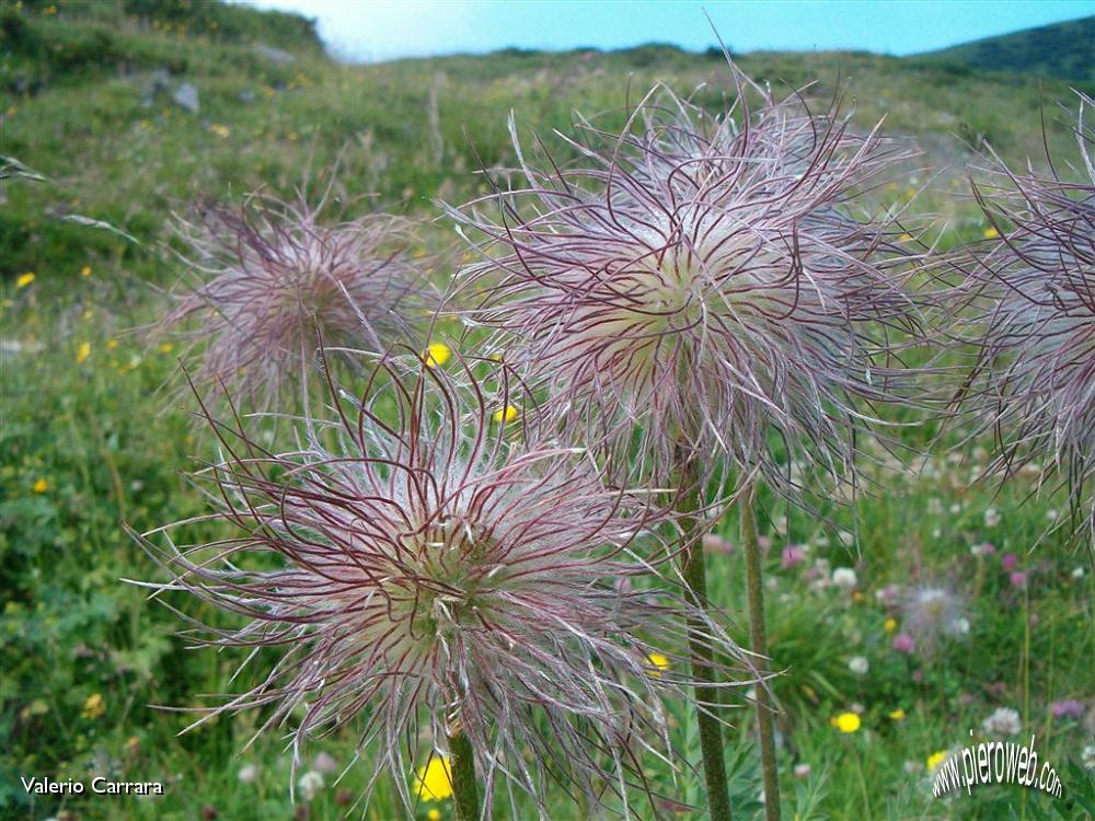 Tanti altri fiori sempre nella conca dei Campelli (2).jpg